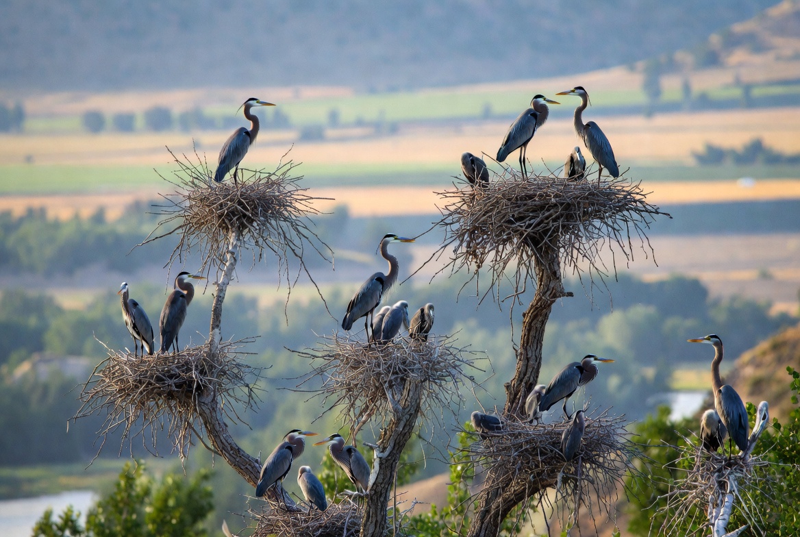 Great Blue Herons on nest platforms in cottonwoods above a western Montana valley