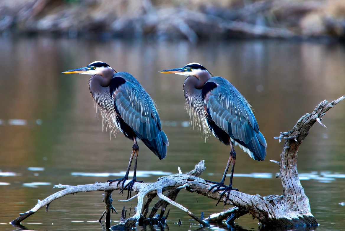 Pair of Great Blue Herons on a branch